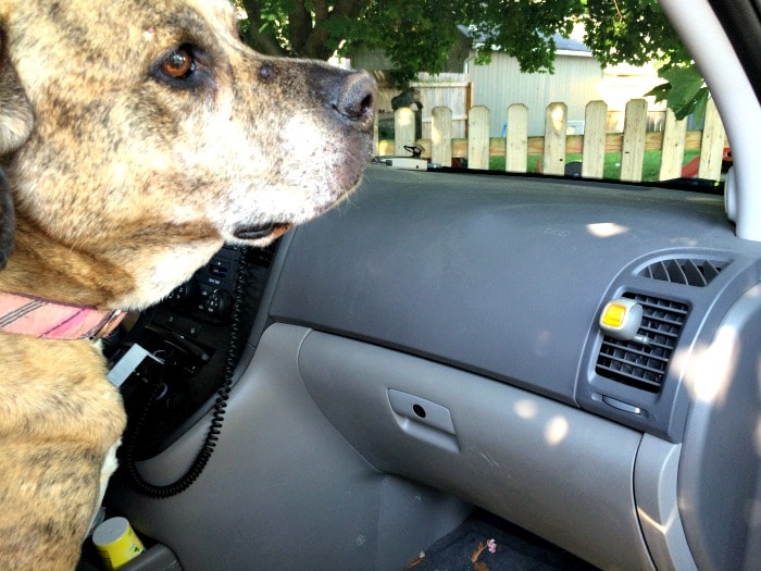 Febreeze car vent air freshener in action for stinky dog smells