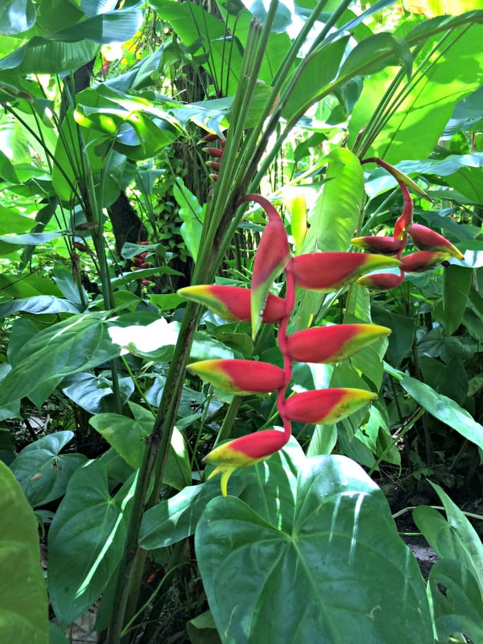 Botanical Gardens at Diamond Waterfall