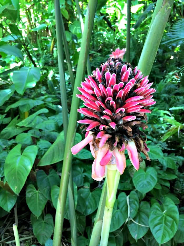 Gorgeous flower at the botanical gardens in Saint Lucia