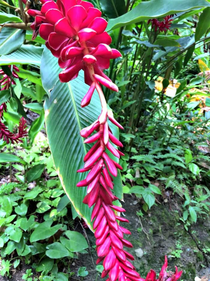 The flowers at the Botanical Gardens are so colorful and pretty