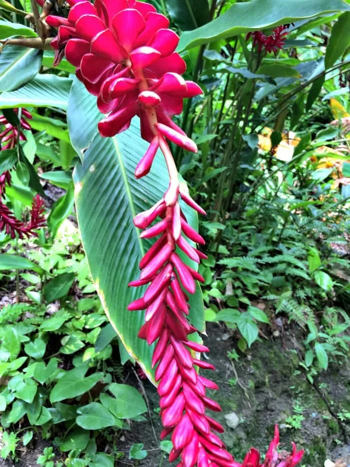 The flowers at the Botanical Gardens are so colorful and pretty
