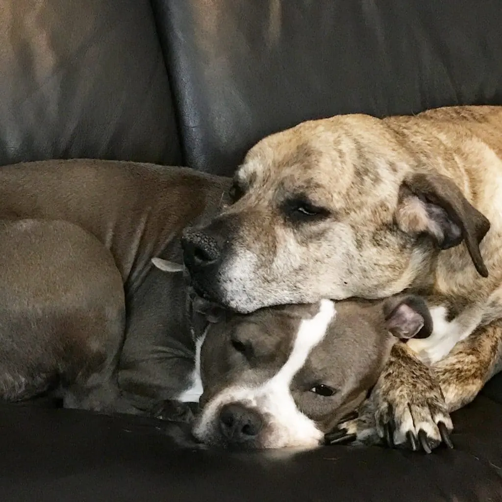 pitbulls cuddling