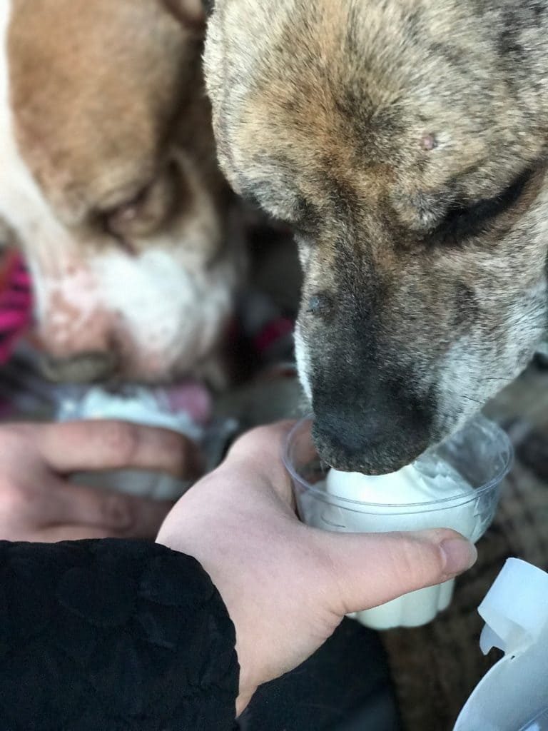 Dogs enjoying Dairy Queen ice cream