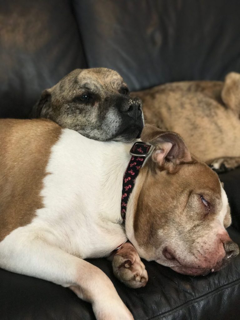 Dealing with the loss of a pet and how to get through the pain