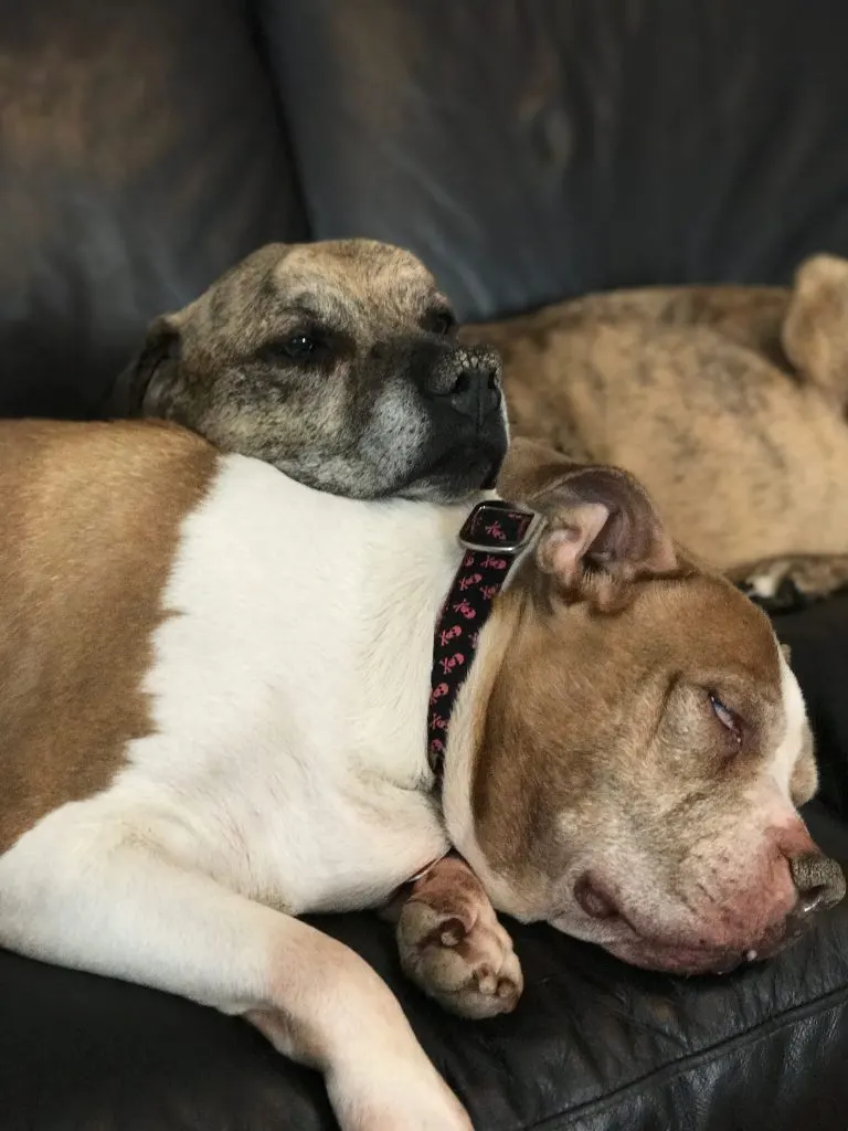 Dealing with the loss of a pet and how to get through the pain