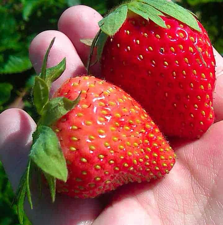 Fresh Strawberries At Fulton Farms in Troy Ohio