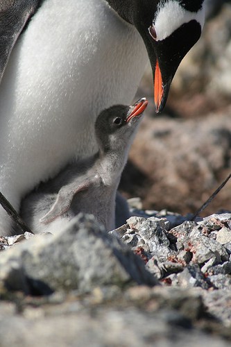 Can Nesting Really Start Right Away?