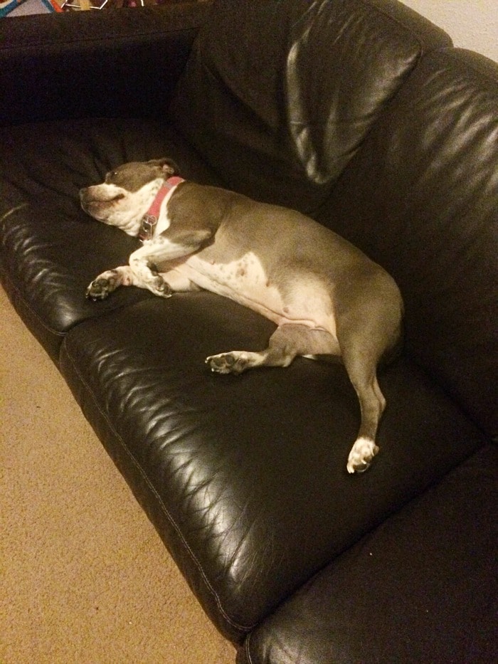 Showing Your Love To An Adopted Dog Moments With Mandi