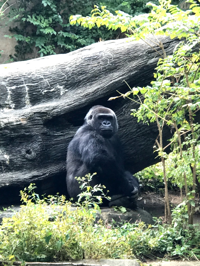 Gorilla at Cincinnati Zoo