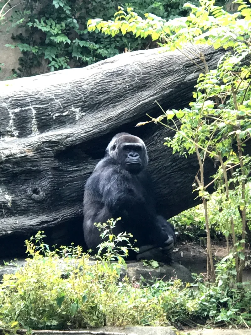 Gorilla at Cincinnati Zoo