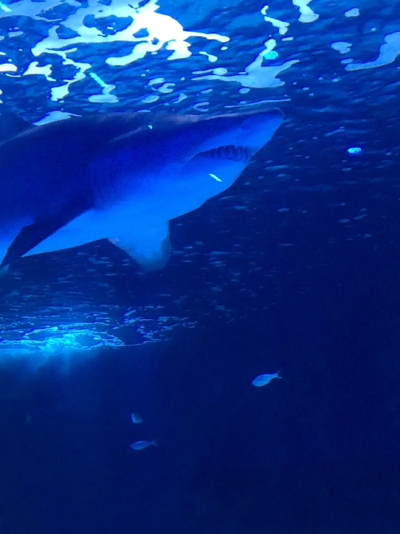 Newport Aquarium shark