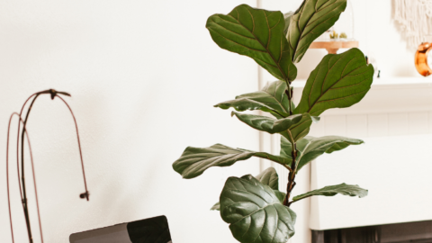How To Ensure Business Growth By Becoming Eco-Friendly
